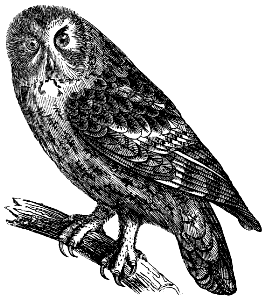 owl