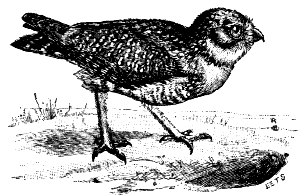 burrowing owl