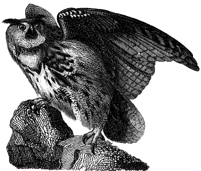 eagle owl