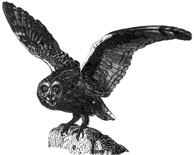 hawk owl