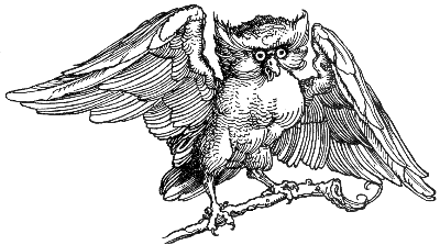 owl