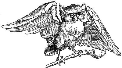 owl