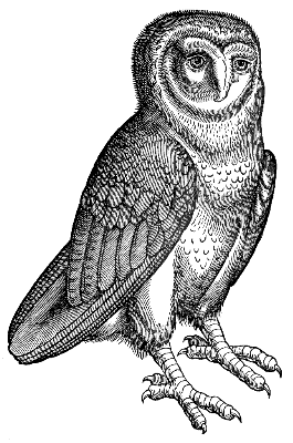barn owl