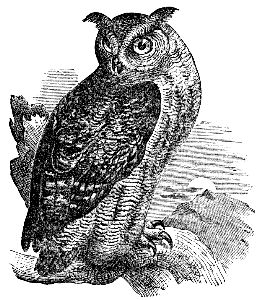 eagle owl