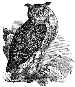 eagle owl