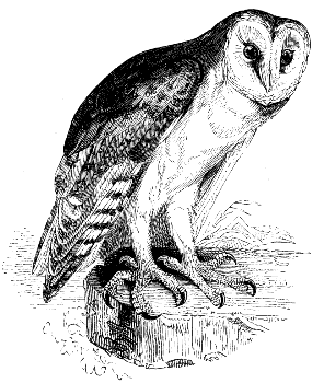 barn owl