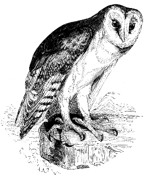 barn owl