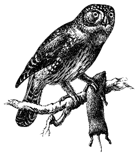 hawk owl