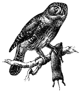 hawk owl
