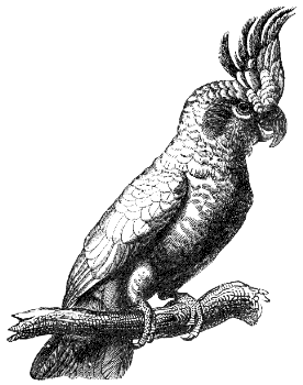 cockatoo