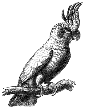 cockatoo