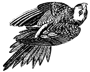 Carolina parakeet