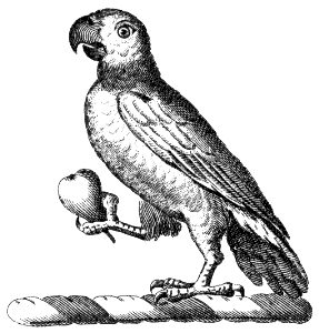 parrot