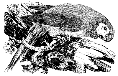 parrot
