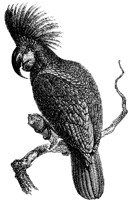 giant black cockatoo