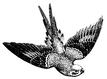 parakeet