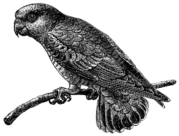parrot