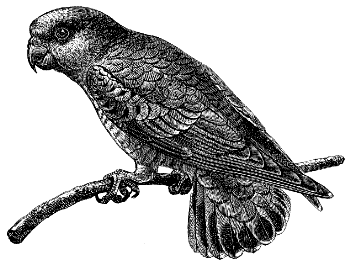 parrot