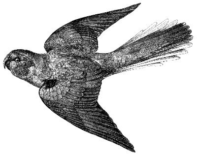 parrot