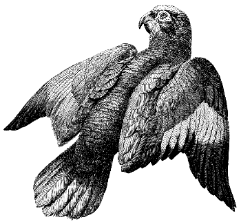 parrot