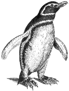 Galapagos penguin