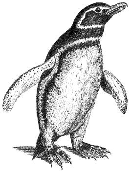 Galapagos penguin