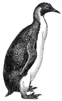 emperor penguin