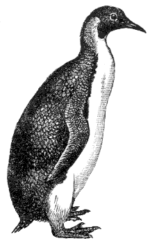 emperor penguin