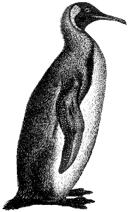 king penguin