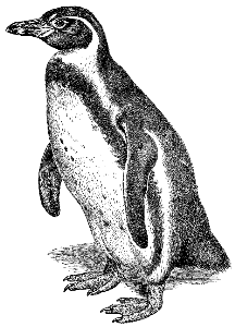 Humboldt penguin