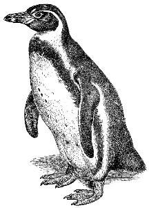 Humboldt penguin