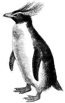 rockhopper penguin
