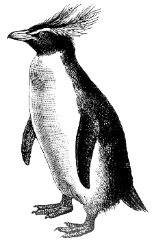 rockhopper penguin