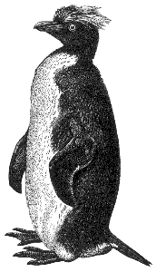 macaroni penguin