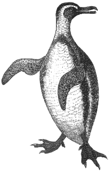 Humboldt penguin