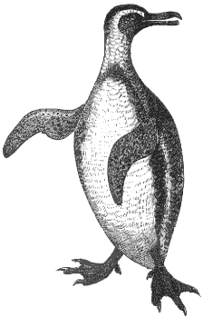 Humboldt penguin