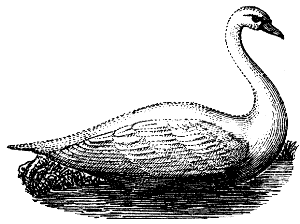 mute swan