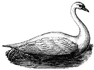 mute swan