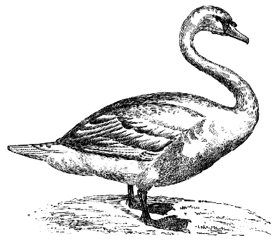 mute swan