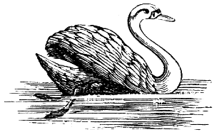 mute swan