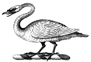 mute swan