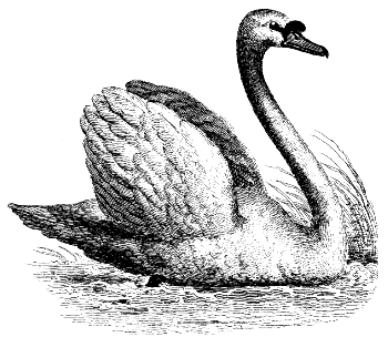 mute swan
