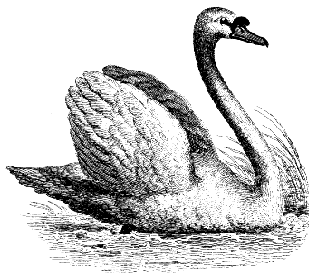 mute swan