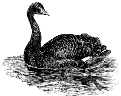 black swan