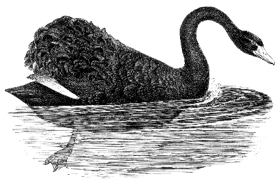 black swan