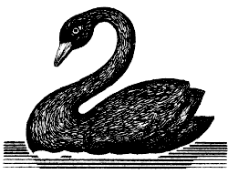 black swan