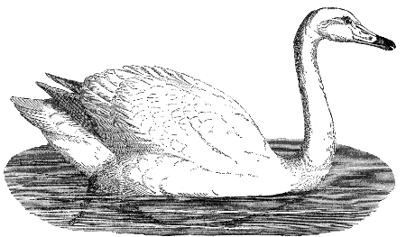 tundra swan