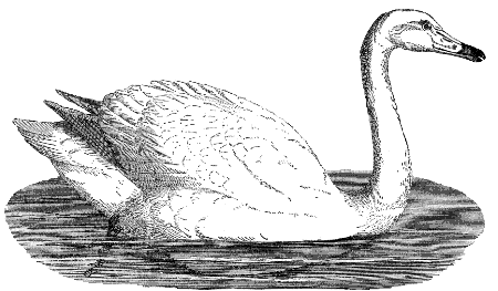 tundra swan