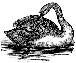 black-necked swan