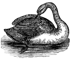 black-necked swan